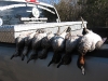 Banded_Teal
